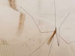 Dicranomyia longipennis