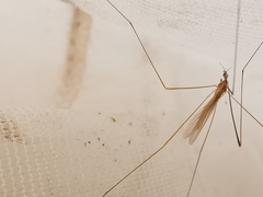 Dicranomyia longipennis