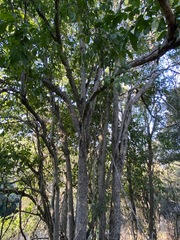 Harpullia pendula