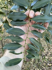 Diospyros australis