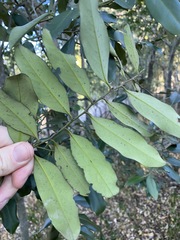 Diospyros australis