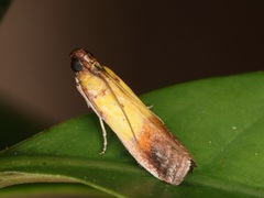 Piesmopoda semilutea