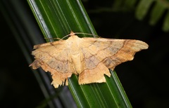 Zeheba aureata