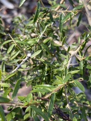 Pittosporum viscidum