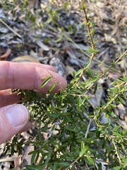 Pittosporum viscidum
