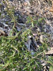 Pittosporum viscidum