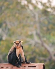 Cercopithecus lowei
