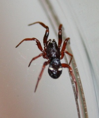 Asagena americana