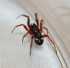 Asagena americana