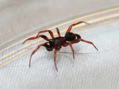 Asagena americana