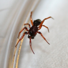 Asagena americana