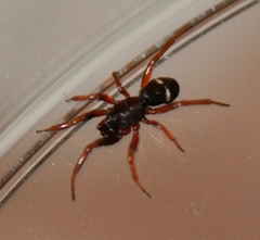 Asagena americana