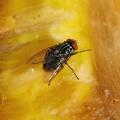 Muscidae