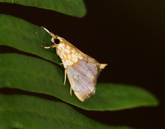 Agrotera