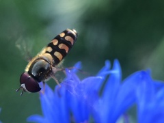 Lapposyrphus lapponicus