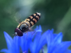 Lapposyrphus lapponicus