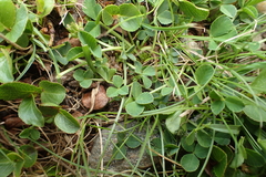 Trifolium thalii