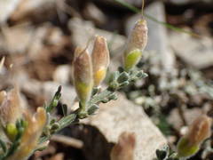 Genista pulchella