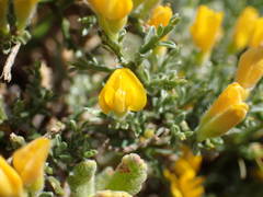 Genista pulchella