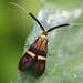 Fairy Moths - Photo (c) Heiner Ziegler, some rights reserved (CC BY-NC), uploaded by Heiner Ziegler