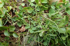 Trifolium thalii