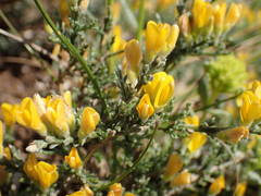 Genista pulchella