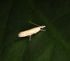 Culladia hastiferalis