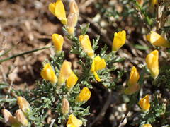 Genista pulchella