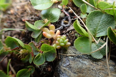 Sedum alpestre