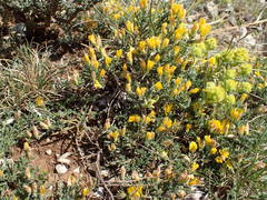 Genista pulchella