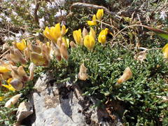 Genista pulchella