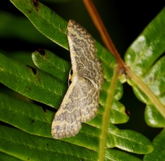 Idaea costiguttata