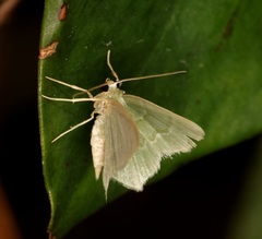 Idiochlora minuscula