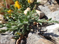 Genista pulchella