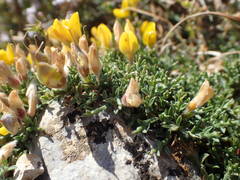 Genista pulchella