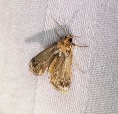 Luma