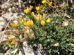 Genista pulchella
