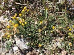 Genista pulchella