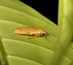 Paralithosia shaowuica