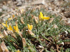 Genista pulchella