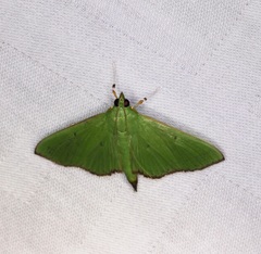 Parotis punctiferalis