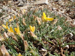 Genista pulchella