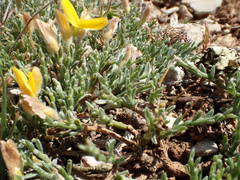 Genista pulchella