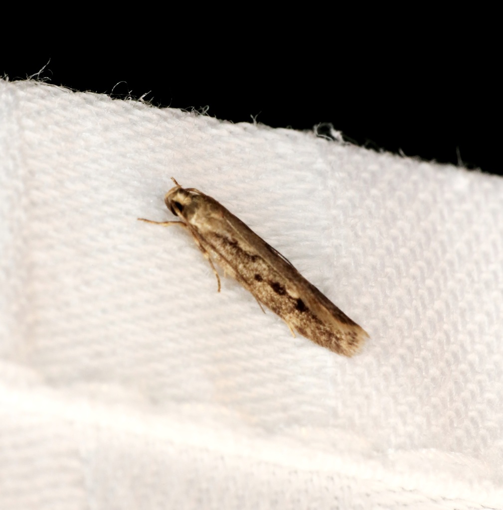 Scaeosophinae