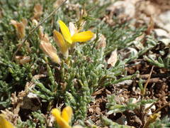 Genista pulchella