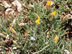 Genista pulchella