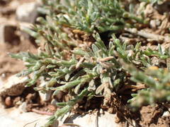 Genista pulchella