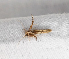 Stathmopoda stimulata