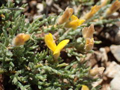 Genista pulchella