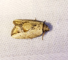 Strotihypera macroplaga